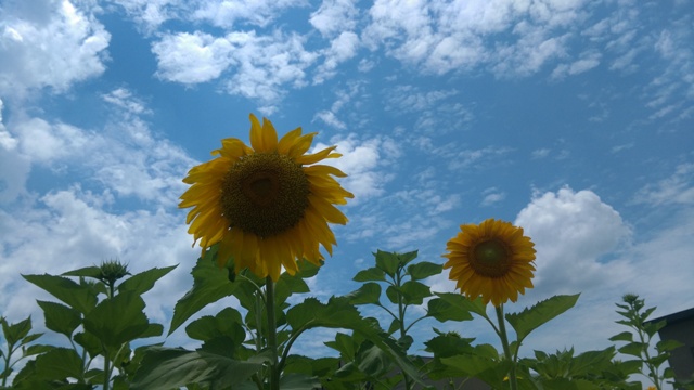 ひまわりの夏 - コピー